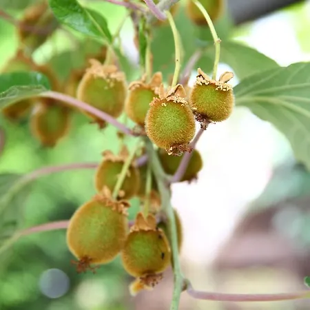 Hotel Weinberg Mit Nizza