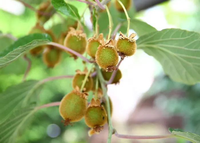 Отель Weinberg Mit Nizza